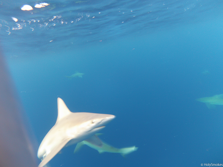 Swimming With Sharks In Oahu, Hawaii