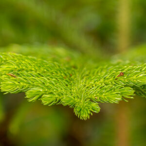 Green Pine Tree Needles