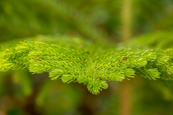 Green Pine Tree Needles