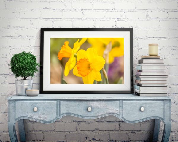 Yellow Daffodils Blooming In Spring - Image 3