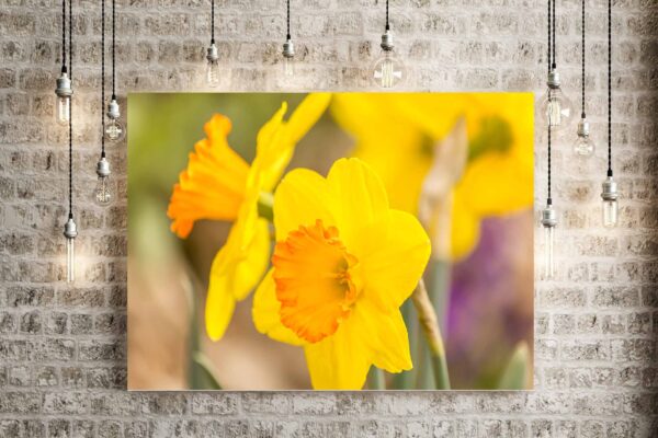 Yellow Daffodils Blooming In Spring - Image 4