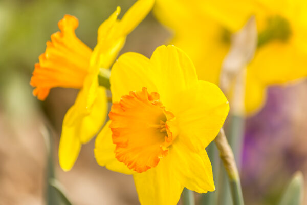 Yellow Daffodils Blooming In Spring