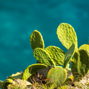 Green Cactus Backed By The Ocean