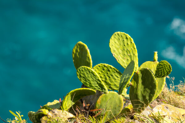 Green Cactus Backed By The Ocean