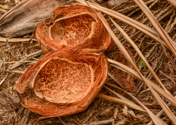 Hawaii’s Broken Coconut