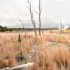 Volcanic Steam Vent On The Big Island Of Hawaii - Image 2